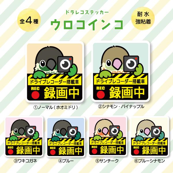 ドラレコステッカー ウロコインコ ドラレコ 録画中 搭載 前後 カメラ 鳥 可愛い かわいい