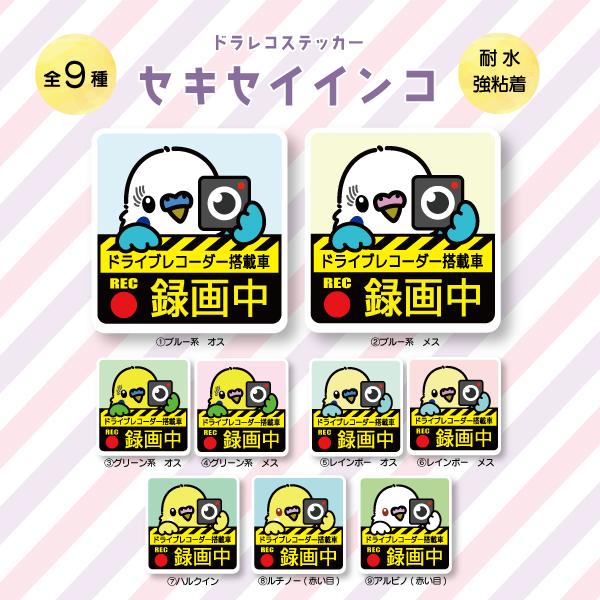 ドラレコステッカー セキセイインコ ドラレコ 録画中 搭載 前後 カメラ 鳥 可愛い かわいい