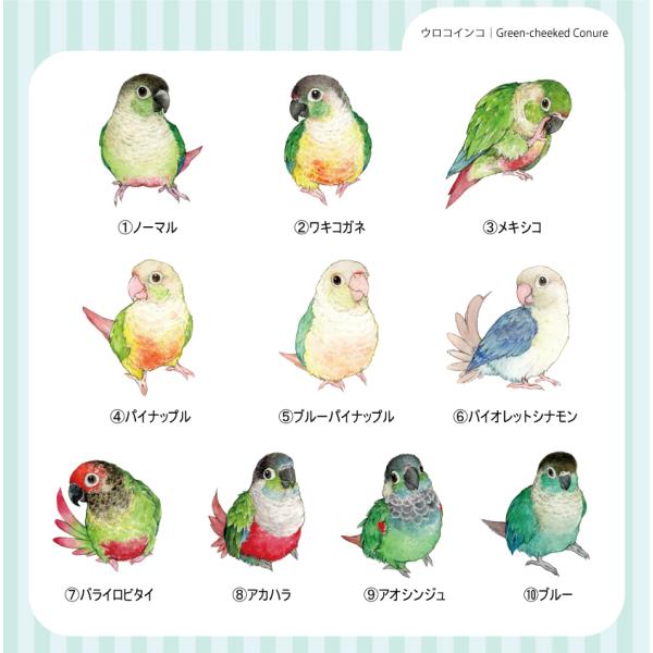 ウロコインコの防水ステッカー｜ミニサイズ