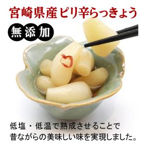 無添加 宮崎県産 ピリ辛らっきょう 100g×...の詳細画像1
