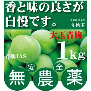 無農薬青梅大玉「１ｋｇ×２個　 」 6月中旬発送予定　有機JAS「無農薬・無添加」　国内産100％「和歌山・松本農園」