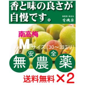 無農薬南高梅 Mサイズ「約30ミリから33ミリ」1kg 国内産100％ 6月