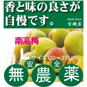 予約用　無農薬　南高梅　中粒から大粒　10kg 12500円 無農薬南高梅 Mサイズ「約30ミリから33ミリ」1kg 国内産100％ 6月