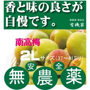 南高梅　完全無農薬　8キロ　サイズ不揃い 無農薬南高梅 Mサイズ「約30ミリから33ミリ」1kg 国内産100％ 6月