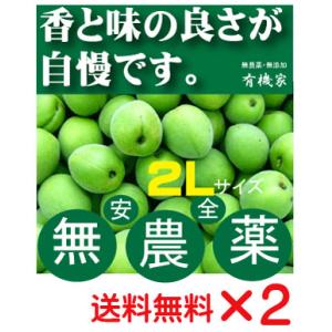 無農薬南高梅 Mサイズ「約30ミリから33ミリ」1kg 国内産100％ 6月