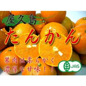 有機栽培　屋久島たんかん　5kg箱（2月中旬-3月中旬頃）