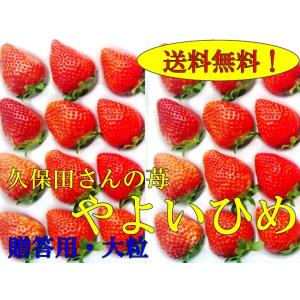 久保田さんのいちご（やよいひめ)　（12月下旬から3月ころ）贈答用大粒×2トレー　産地直送