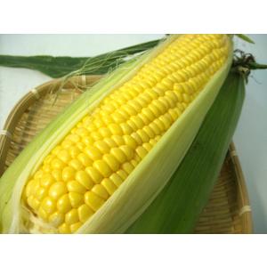 有機栽培　生とうもろこし　ゴールドラッシュ 25本入り