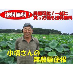 コバナワさんの蓮根　約4kg箱　農薬不使用   (10月から4月中旬ころ)
