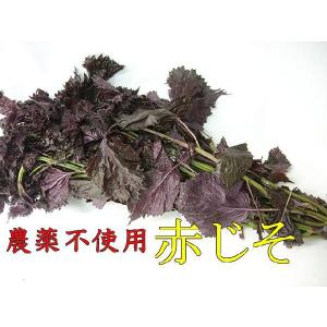「」農薬不使用　赤しそ　1束（6月下旬〜7月中旬ころ）