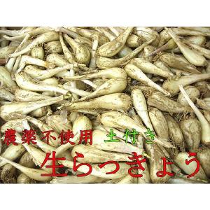 農薬不使用　生らっきょう　1ｋｇ　（6月末〜7月中旬ころ）