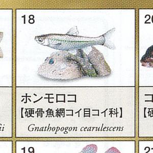ユージン ブルーギル 原色淡水魚図鑑II チョコエッグ系フィギュア