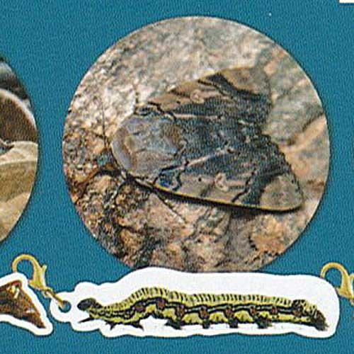 ネイチャーテクニカラーFLAT イモムシハンドブックメタルチャーム 7：フクラスズメ いきもん ガチ...