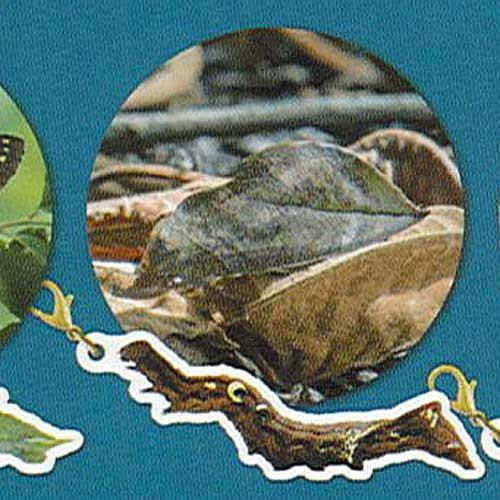 ネイチャーテクニカラーFLAT イモムシハンドブックメタルチャーム 8：アケビコノハ いきもん ガチ...