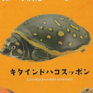 カプセルQミュージアム 福を 呼ぶ お財布 亀 vol.2 3：キタインドハコスッポン 海洋堂 ガチ...