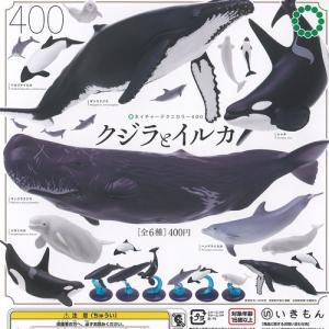 ネイチャーテクニカラー 小笠原 特装版 1：ザトウクジラ いきもん