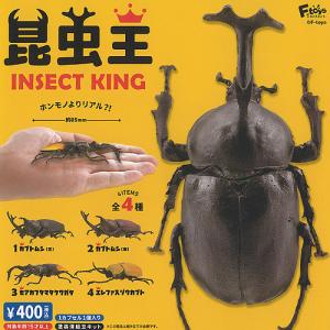 YELL（おもちゃ） 甲虫採集標本 ーZOOMー 全12種コンプリート