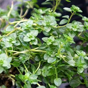 ローリエ 苗の商品一覧 通販 Yahoo ショッピング