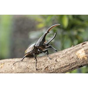 ヘラクレスカブトムシの商品一覧 通販 Yahoo ショッピング