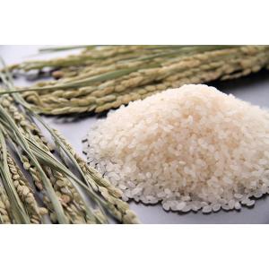 【令和7年産】新潟県産 新之助 5kg 精米 ...の詳細画像1