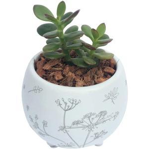 金のなる木 観葉植物 の商品一覧 花 ガーデニング 通販 Yahoo ショッピング