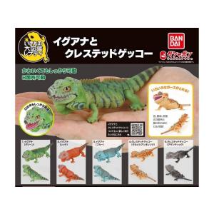 コンプリート】 フトアゴン3 カプセル版 全4種セット【在庫品】 : F&S
