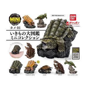 BANDAI（バンダイ） ガチャ いきもの大図鑑 かめ05 【ヒョウモンガメ
