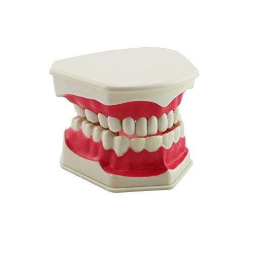 naissant 大きく 開く 歯 の 模型 教材 説明しやすい 歯列 歯型模型