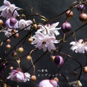 山野草］ピンクミヤマオダマキ : 湯沢園芸 - 通販 - Yahoo!ショッピング