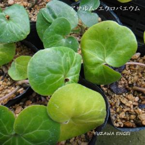 山野草］ オナガカンアオイ : 湯沢園芸 - 通販 - Yahoo!ショッピング