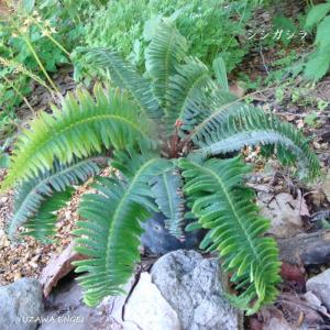 シダ シシガシラ 花の苗 の商品一覧 苗 花 ガーデニング 通販 Yahoo ショッピング