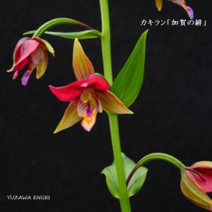 武徳産ホテイアツモリソウ 花1芽株 : 岩崎園芸ネットストア Yahoo店
