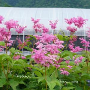 アツモリソウ交配種花1芽株 : 岩崎園芸ネットストア Yahoo店 - 通販