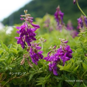 山野草 紫の花の商品一覧 通販 Yahoo ショッピング
