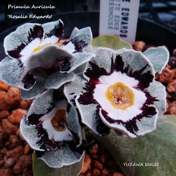 ［山野草］ プリムラ・オーリキュラ「ロザリー・エドワーズ」