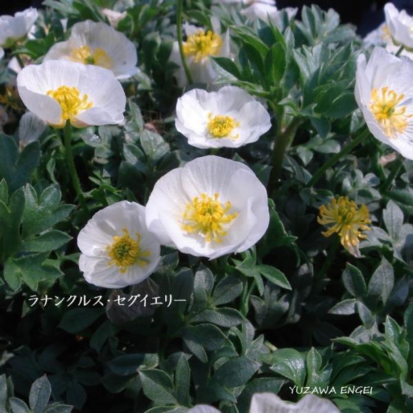［山野草 高山植物］ ラナンクルス・セグイエリー