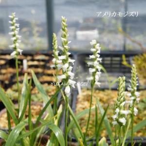 ネジバナ モジズリ 2芽入りポット苗 R8年開花終わり : やまおか碧山苑