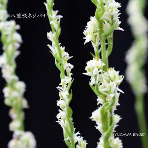 ネジバナ 苗の商品一覧 通販 Yahoo ショッピング