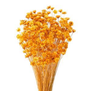 ドライフラワー 『スターフラワー ブロッサム オレンジ 3019-1-351』