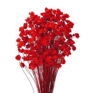 ドライフラワー 『スターフラワー ブロッサム レッド 30191-321』