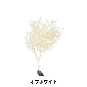 プリザーブド 『タタリカ オフホワイト 0201...の商品画像