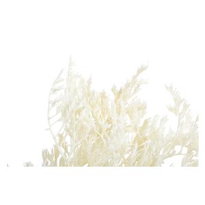 プリザーブド 『タタリカ オフホワイト 020...の詳細画像1