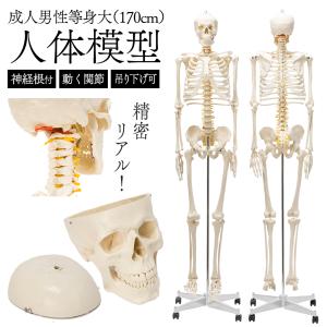 【国際規格認証品】成人男性等身大 人体模型 170cm 神経根有り 全身骨格模型 骨格標本  骨格模型 靭帯 全身模型 大学・病院 整体院 鍼灸院