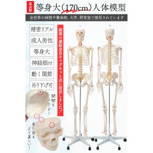 【国際規格認証品】改良版 成人男性等身大 人体...の詳細画像1