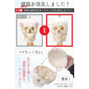 【国際規格認証品】改良版 成人男性等身大 人体...の詳細画像2