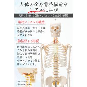 【国際規格認証品】改良版 成人男性等身大 人体...の詳細画像4