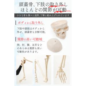 【国際規格認証品】改良版 成人男性等身大 人体...の詳細画像5