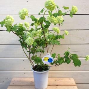 ビバーナム スノーボール 苗木 植木 の商品一覧 花 ガーデニング 通販 Yahoo ショッピング