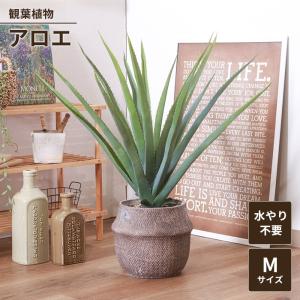 人工観葉植物 フェイクグリーン 観葉植物 アロエ M セメントポット 卓上 インテリアガーデン 手入れ不要 おしゃれ 人工植物｜zakka-gu-plus