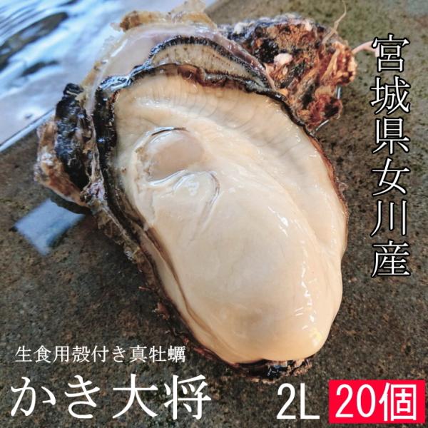 かき大将 2Lサイズ20個 三陸 宮城 女川産 特大 牡蠣 殻付き 生食用 生牡蠣 生 冷蔵 産地直...